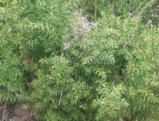 Магнитофон