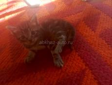 Отдам в добрые руки 