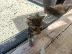 Отдам в добрые руки 
