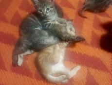 Отдам в добрые руки 
