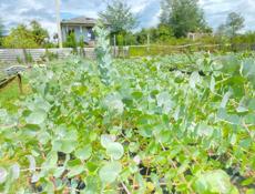 Эвкалипт Серебристый 