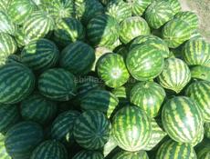АРБУЗ 🍉