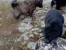 Ищем дом для щенят!