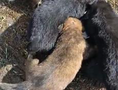 Ищем дом для щенят!
