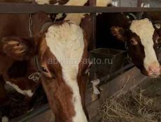 Продаю коров и бычков  Сухум  Торг уместен ! 