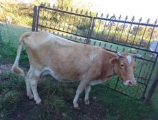 Продается корова 120 кг