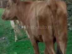 Продам молодую тельную. 