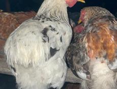 Молодые курочки 🐔
