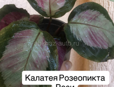 Комнатные растения 