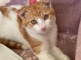 Котенок вислоухий