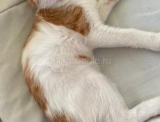 Котенок вислоухий