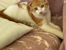 Котенок вислоухий