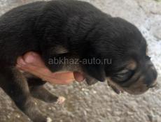 Продается щенок Гонч 