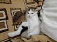 Отдадим котят в добрые руки 