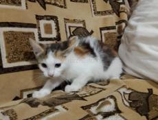 Отдадим котят в добрые руки 