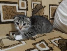 Отдадим котят в добрые руки 