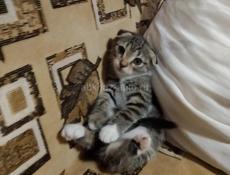 Отдадим котят в добрые руки 