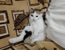 Отдадим котят в добрые руки 