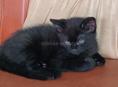 Отдаём в добрые руки !!! 🐈‍⬛🐈‍⬛