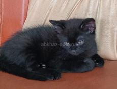 Отдаём в добрые руки !!! 🐈‍⬛🐈‍⬛