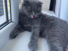 Отдам в добрые руки 