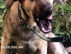 Молодой охранник готов работать за еду)