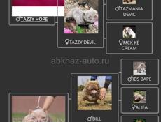Срочная продажа АМЕРИКАНСКИЙ БУЛЛИ