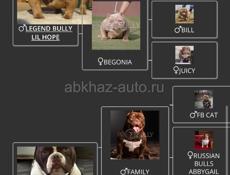 Срочная продажа АМЕРИКАНСКИЙ БУЛЛИ