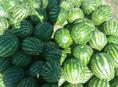 Арбуз ТопГан местный домашний 🍉🍉🍉