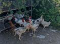 Продам 5 петушков и 6 курочек