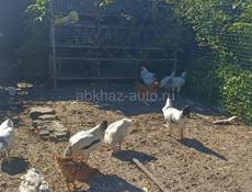 Продам 5 петушков и 6 курочек