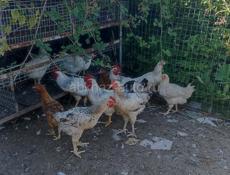 Продам 5 петушков и 6 курочек