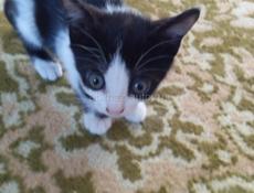 Кот
