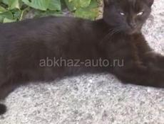 Котёнок, в Гудауте