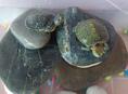 Черепашки декоративные 🐢