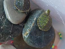 Черепашки декоративные 🐢