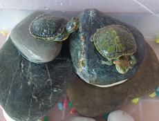 Черепашки декоративные 🐢