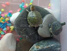Черепашки декоративные 🐢