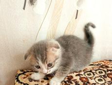 Продам котёнка от шотландской кошки и британского кота