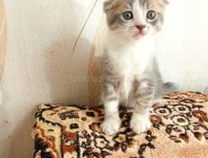 Продам котёнка от шотландской кошки и британского кота
