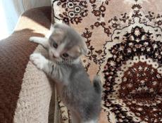 Продам котёнка от шотландской кошки и британского кота