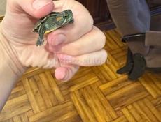 Черепашки 