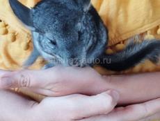 Шиншилла