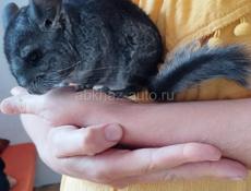 Шиншилла