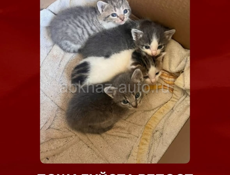 Срочно ‼️ отдадут котят в добрые руки 