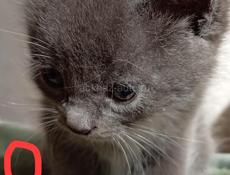 Котятки в добрые руки