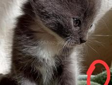 Котятки в добрые руки