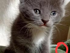 Котятки в добрые руки