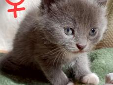 Котятки в добрые руки
