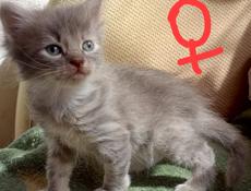 Котятки в добрые руки